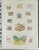Lot 1065 (62)