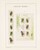Lot 1525 (444)