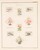 Lot 3183 (1451)