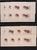 Lot 1081 (2)