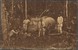 Lot 7107 (6)