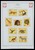 Kavel 1421 (269)