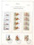 Kavel 2377 (10)